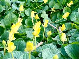 Attēlu rezultāti vaicājumam “Ficaria verna leaf”