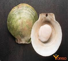 Image result for Placopecten magellanicus