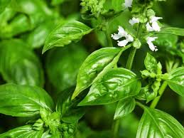 Image result for Basilikum