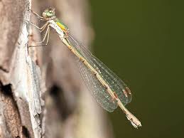 Attēlu rezultāti vaicājumam “Lestes virens female”