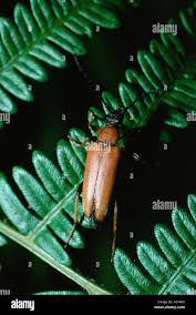 Attēlu rezultāti vaicājumam “Leptura rubra”