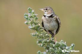 Image result for Melanocorypha calandra