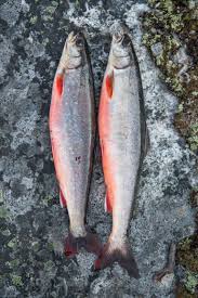 Image result for Salvelinus alpinus