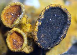 Attēlu rezultāti vaicājumam “Xanthoriicola physciae”