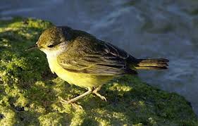 Image result for Dendroica petechia