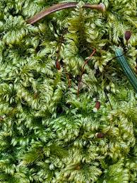 Attēlu rezultāti vaicājumam “Ctenidium molluscum”