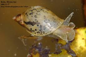 Attēlu rezultāti vaicājumam “Lymnaeidae”