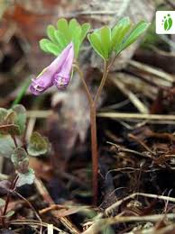 Attēlu rezultāti vaicājumam “Corydalis intermedia leaf”