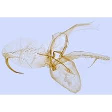 Attēlu rezultāti vaicājumam “Phyllonorycter platanoidella”