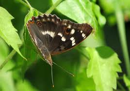 Attēlu rezultāti vaicājumam “Apatura ilia male”