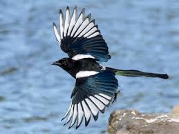 Attēlu rezultāti vaicājumam “Pica pica adult”