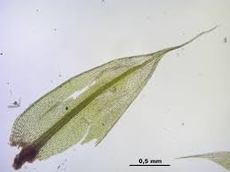 Attēlu rezultāti vaicājumam “Bryum caespiticium”