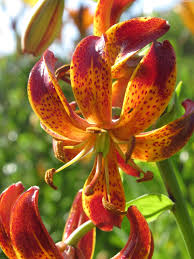 Image result for Lilium martagon `Arabian Night`