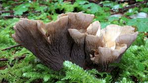 Attēlu rezultāti vaicājumam “Gomphus clavatus”