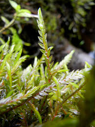 Attēlu rezultāti vaicājumam “Fontinalis antipyretica”