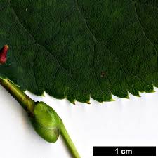 Attēlu rezultāti vaicājumam “Tilia cordata bud”