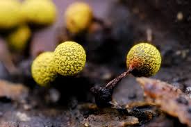 Attēlu rezultāti vaicājumam “Physarum oblatum macro”