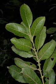 Attēlu rezultāti vaicājumam “Salix caprea leaf”