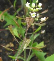 Attēlu rezultāti vaicājumam “Capsella bursa-pastoris bud”
