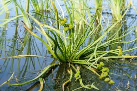 Attēlu rezultāti vaicājumam “Sagittaria sagittifolia”