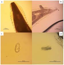 Attēlu rezultāti vaicājumam “Erinaceus sp.”