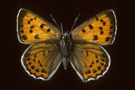 Attēlu rezultāti vaicājumam “Lycaena dispar male”