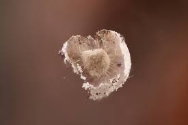 Attēlu rezultāti vaicājumam “Didymium bahiense stalked”