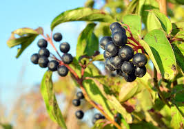 Attēlu rezultāti vaicājumam “Cornus sanguinea fruit”