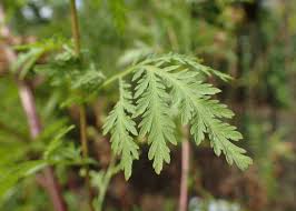Image result for Artemisia annua