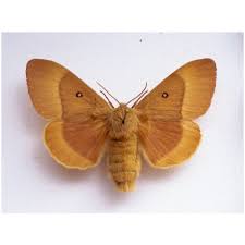 Attēlu rezultāti vaicājumam “Lasiocampa quercus imago”