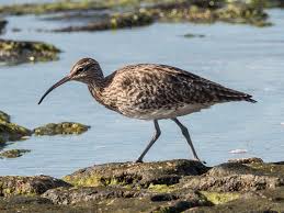Attēlu rezultāti vaicājumam “Numenius phaeopus”
