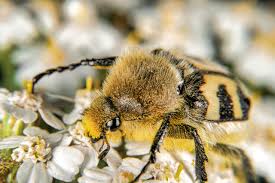 Attēlu rezultāti vaicājumam “Trichius fasciatus imago”