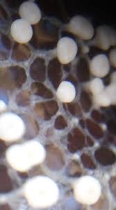 Attēlu rezultāti vaicājumam “Licea chelonoides”