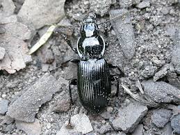 Attēlu rezultāti vaicājumam “Pterostichus melanarius”