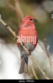 Attēlu rezultāti vaicājumam “Pinicola enucleator adult”