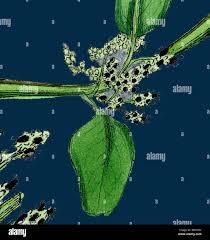 Attēlu rezultāti vaicājumam “Chenopodium polyspermum var. acutifolium”