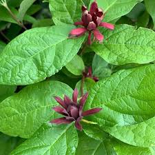 Attēlu rezultāti vaicājumam “Calycanthus floridus”