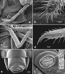 Attēlu rezultāti vaicājumam “Silpha obscura larva”