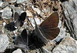 Attēlu rezultāti vaicājumam “Eumedonia eumedon underside”