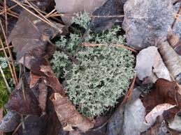 Attēlu rezultāti vaicājumam “Cladonia mitis”