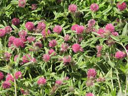 Attēlu rezultāti vaicājumam “Trifolium medium”