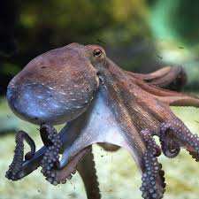 Image result for Octopus vulgaris