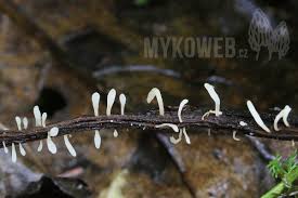 Attēlu rezultāti vaicājumam “Typhula erythropus”