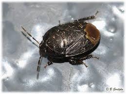 Attēlu rezultāti vaicājumam “Cydnidae”