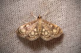 Attēlu rezultāti vaicājumam “Anania stachydalis”