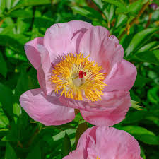 Attēlu rezultāti vaicājumam “Paeonia lactiflora”