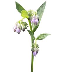 Attēlu rezultāti vaicājumam “Symphytum officinale”