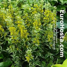 Attēlu rezultāti vaicājumam “Lysimachia punctata flower”