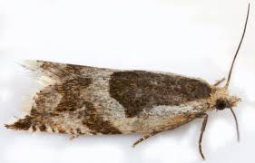 Attēlu rezultāti vaicājumam “Ancylis myrtillana”