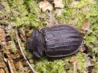 Attēlu rezultāti vaicājumam “Peltis grossa”